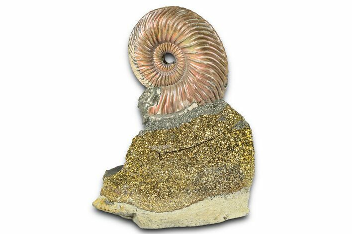 Iridescent Pyritized Ammonite (Quenstedticeras) Fossil Display #368842